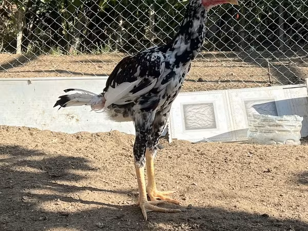 Australorp