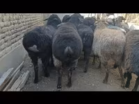 Owca, Hissar sheep — zdjęcie 2