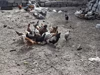 Chickens — الصورة 4