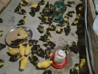 Ducks — foto 1