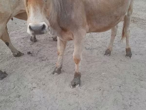 İnək, Mal-qara