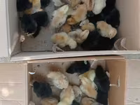 Chickens — photo 3