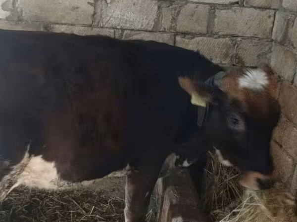 İnək, Russian Black pied cattle — Azərbaycan
