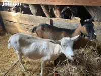 Cabra, Alpine goat — foto 3