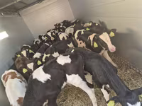 Cattle (batch, sex not specified), Simmental cattle — photo 2