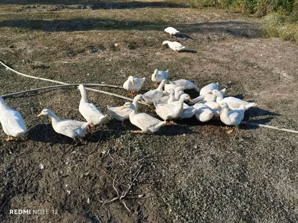 Alman Pekin