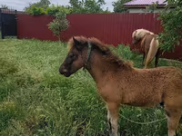 Yegua, Australian Pony — foto 3