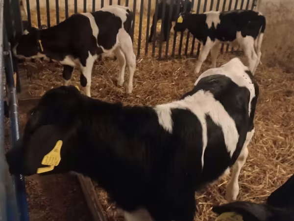 Buğa, Russian Black pied cattle