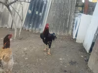 Chickens — Foto 5