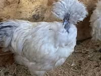 Silkie — photo 1