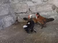 Japanese Bantam — photo 7