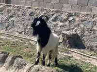 Cabro, Cabras — foto 2