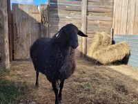 Widder, Hissar sheep — Foto 5