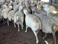 نعجة, الأغنام — الصورة 1