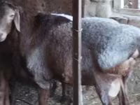 Baran, Hissar sheep — zdjęcie 4