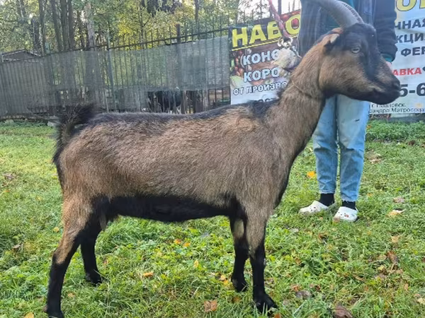 Коза, Альпийская коза