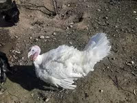 Turkeys — foto 1