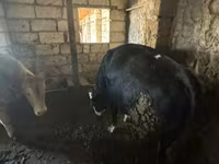 Buğa, Qırmızı-ləkəli cins — foto 2