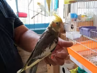 Korella əl qusu 3 ayliq əldə oynuyur Tam vitaminli qusdu dişidi Real — photo 1
