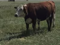 Krava, Latvian Blue cattle — foto 2