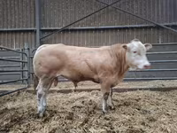 Buğa, Blonde d’Aquitane cattle — foto 2