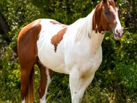 At, American paint horse — foto 6