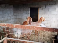 Goat, Goats — photo 4