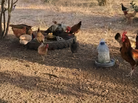 Chickens — photo 4