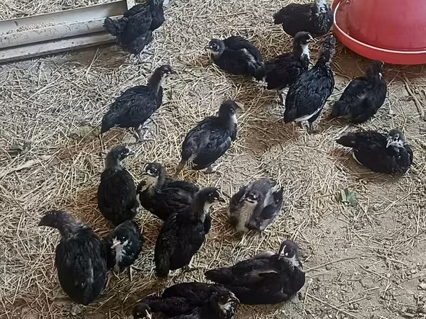 Australorp
