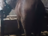 فرس, Budyonny horse — الصورة 4