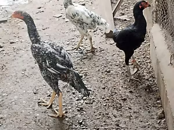 Chickens — Azerbaijan