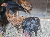 Chickens — photo 1