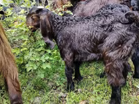 Billy Goat, Damask goat — photo 2