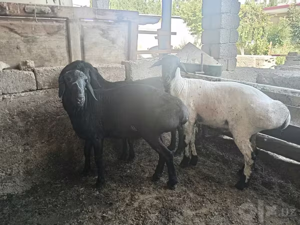 Carnero, Rhon sheep
