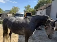Кобила, Lipizzaner — фото 1