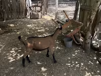 Billy Goat, Alpine goat — photo 4
