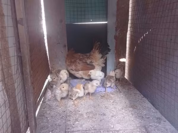 Chickens — Azerbaijan