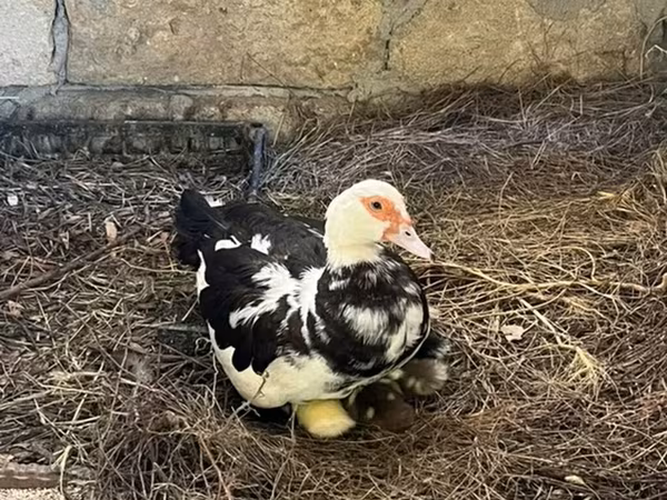 Ducks — Azerbaijan