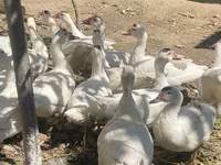 Ducks — फ़ोटो 3