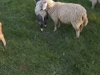 Sheep, Sheep — photo 2