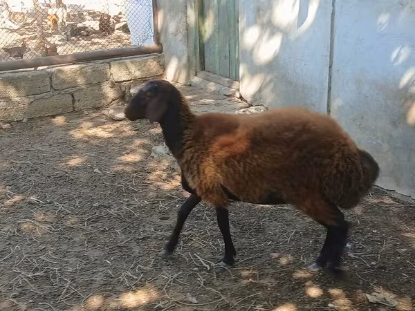 Qoyun, Qoyunlar