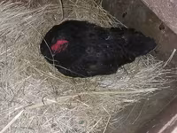 Australorp — photo 2