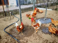 लोहमन ब्राउन — फ़ोटो 6