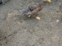Ducks — Foto 6