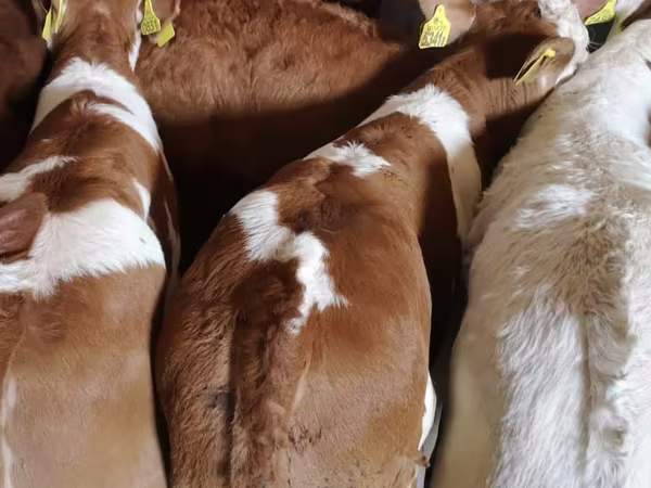 ВРХ (партія, стать не вказано), Simmental cattle