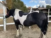 Klisna, Gypsy horse — foto 1