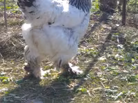 Brahma — photo 2