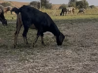 ماعز (دفعة، الجنس غير محدد), Nubian Goat — الصورة 6