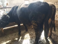 Bulle, Swiss cattle — Foto 1