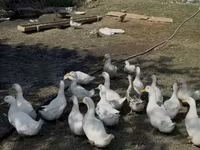 Ducks — zdjęcie 1
